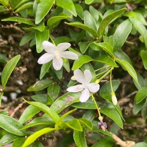 Water Jasmine (Wrightia Religiosa)-NavaUrja