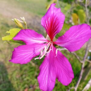 Hong Kong Orchid Tree 'Bauhinia Blakeana'