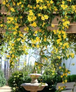 Carolina Jessamine (Gelsemium Sempervirens)