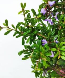 Bluebell (Desmodium Unifoliatum)