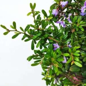 Bluebell (Desmodium Unifoliatum)