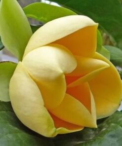 Egg Magnolia (Magnolia Liliifera)