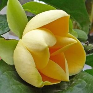 Egg Magnolia (Magnolia Liliifera)