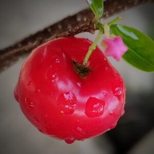 Barbados Cherry