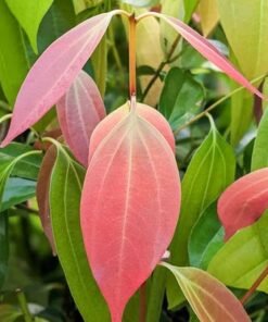 Indian Bay Leaf (Cinnamomum Tamala)