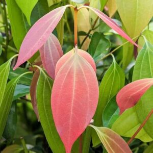 Indian Bay Leaf (Cinnamomum Tamala)
