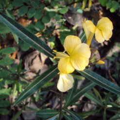 Hophead (Barleria Lupulina)