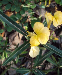Hophead (Barleria Lupulina)