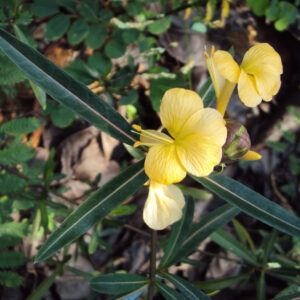 Hophead (Barleria Lupulina)