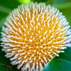 Kadam (Neolamarckia Cadamba)