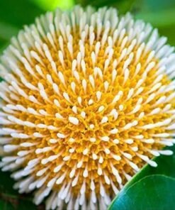 Kadam (Neolamarckia Cadamba)