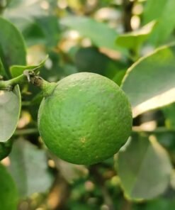 Kolkata Pati Lime