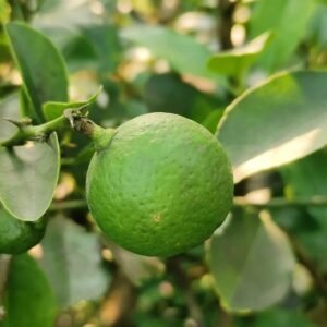 Kolkata Pati Lime