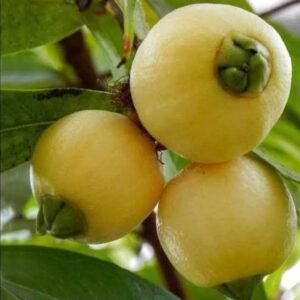 Rose Apple