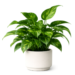 Indoor Plants