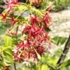 Double Petal Rangoon Creeper Madhumanjari Fragrant Flowering Plant Red and White Blooms