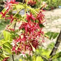 Double Petal Rangoon Creeper Madhumanjari Fragrant Flowering Plant Red and White Blooms
